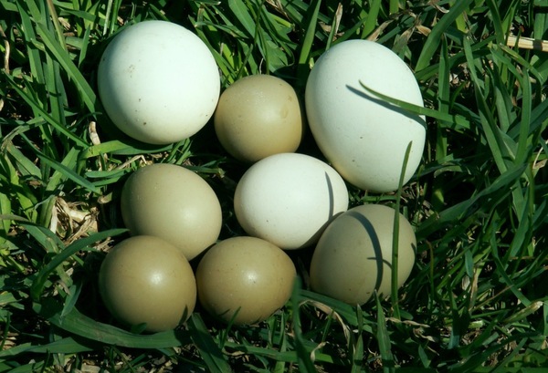 eieren groen