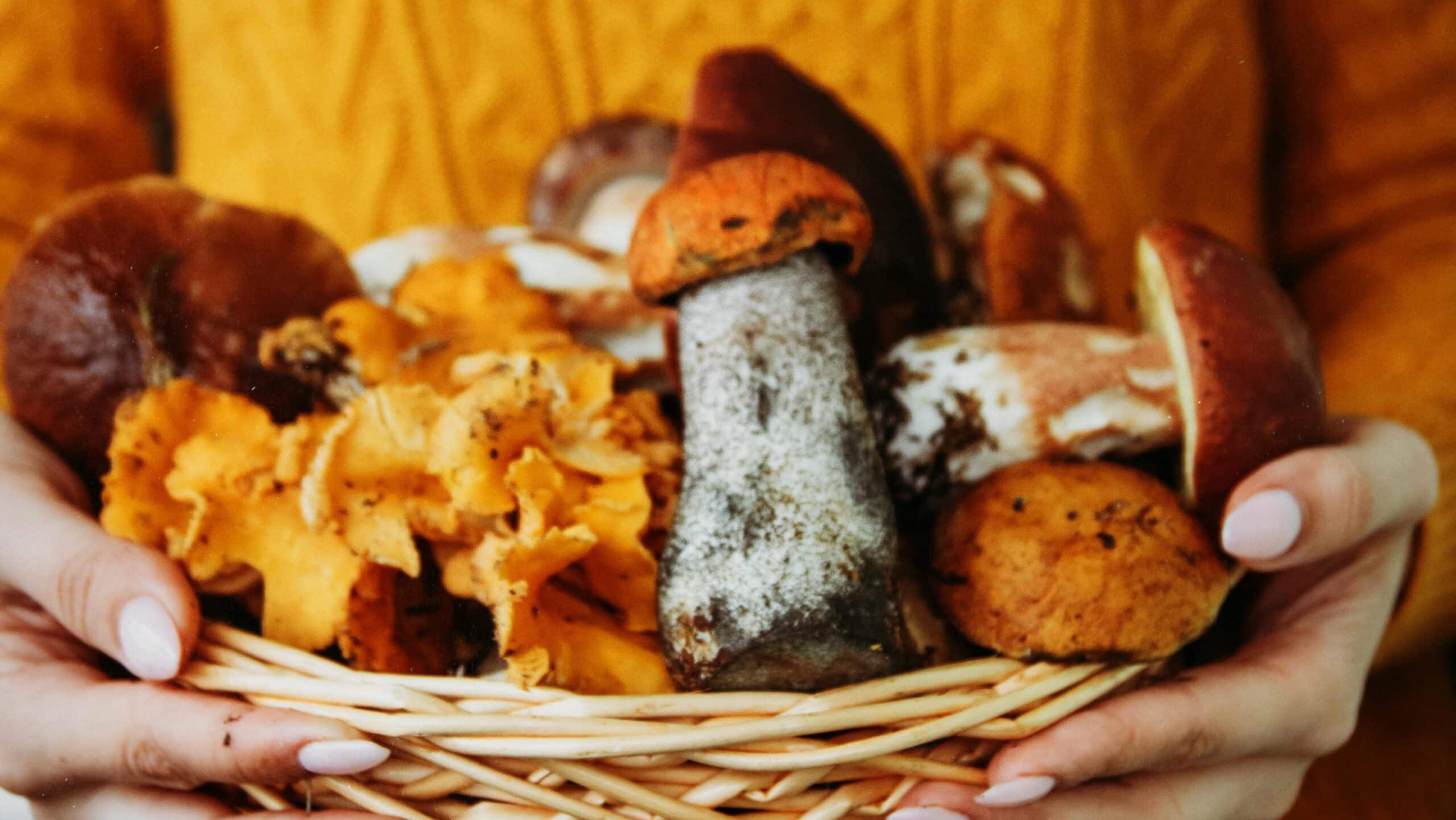 Waarom de herfst juist wel leuk is
