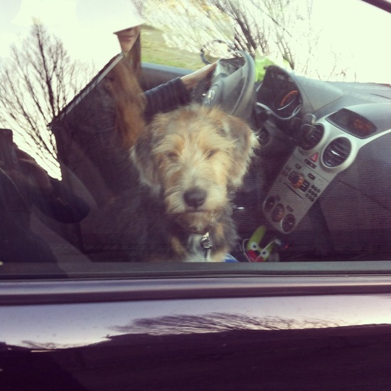 sjors hond in de auto